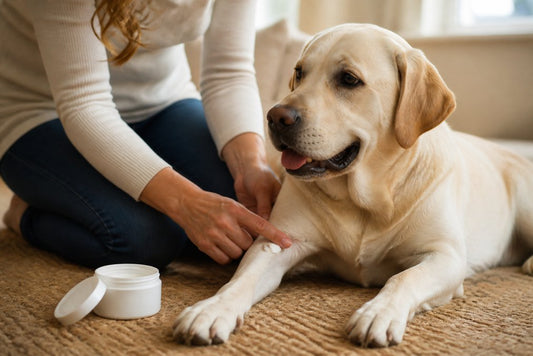 Is CBD Cream Safe for Dogs: A Pet Owner's Guide